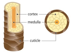 The Structure of Hair