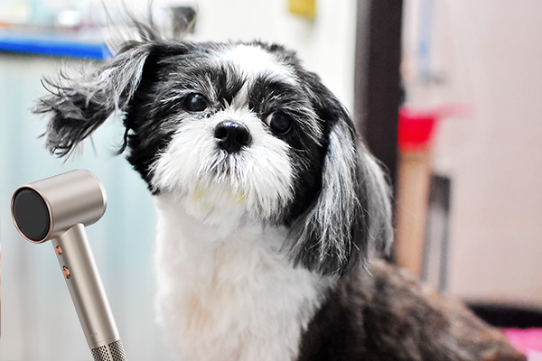 Choosing the Right Dog Hair Dryer